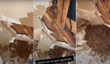 My Stash!: Man Renovating Cabin Finds Squirrel’s Acorn Hoard Behind Wall