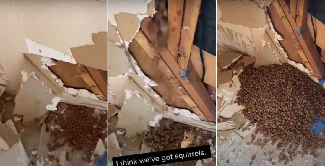 My Stash!: Man Renovating Cabin Finds Squirrel’s Acorn Hoard Behind Wall