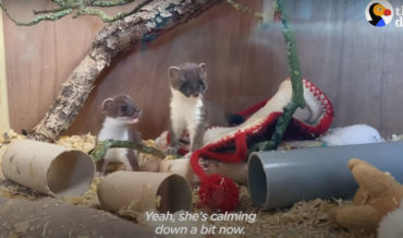 Process Of Orphaned Baby Stoat Transitioning To Rerelease In Wild