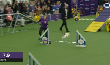 Video Of Tiny Dog Absolutely Tearing Through Agility Course