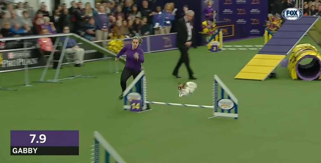 Video Of Tiny Dog Absolutely Tearing Through Agility Course