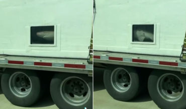 Woman Spots Actual Shark Tank On Highway