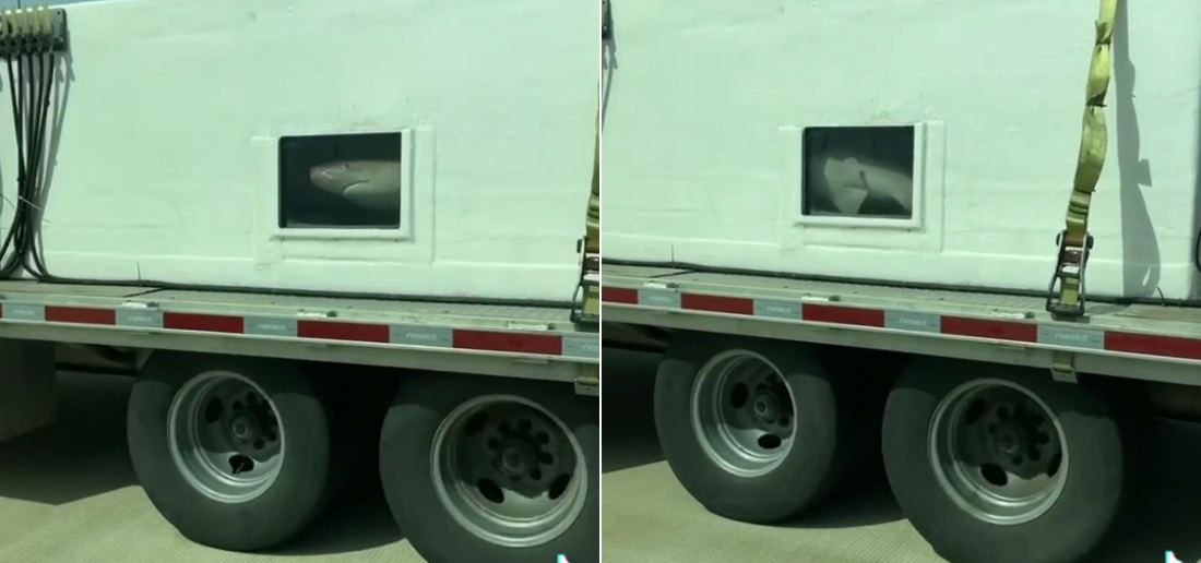 Woman Spots Actual Shark Tank On Highway