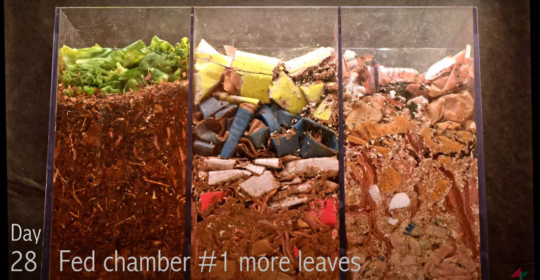 Mesmerizing 100-Day Timelapse Of Transparent Worm Composting Bin