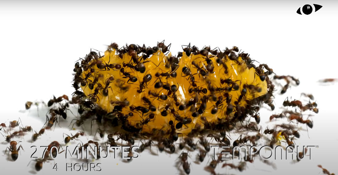 A Timelapse Of Ants Eating A Tangerine Slice
