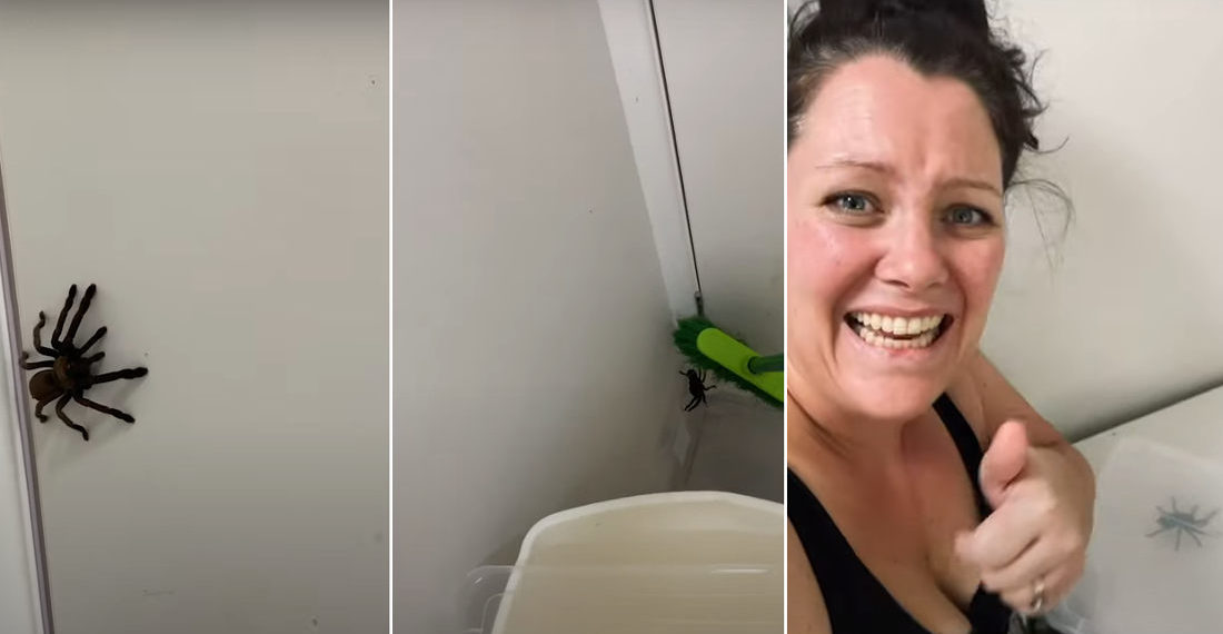 Good Job: Panicking Woman Successfully Captures Giant Hairy Spider In Box