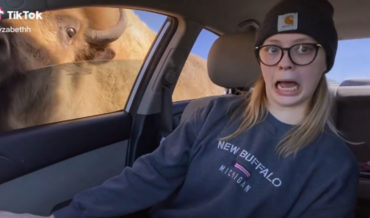Drive-Thru Animal Park Video With Twist Ending