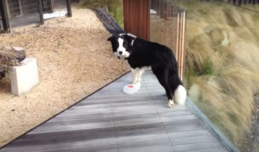 You Can’t Prove Anything!: Dog With Plastic Jug On Foot Denies He Was In The Recycling