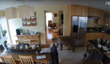 Two Little Dogs Chase Bear Out Of California Home
