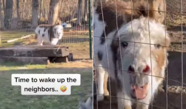 Good Lord: Donkey Gives His Morning Wake Up Call