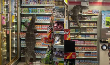 Giant Monitor Lizard Climbing Shelf In Thailand 7-11