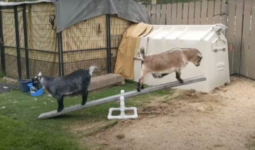 Goats Learn To Balance On See-Saw While Woman Laughs Hysterically