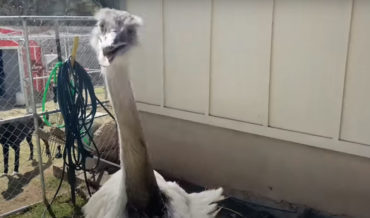 Animal Rescuer Shows How To Deal With A Bitey Rhea (Think Ostrich, But Smaller)