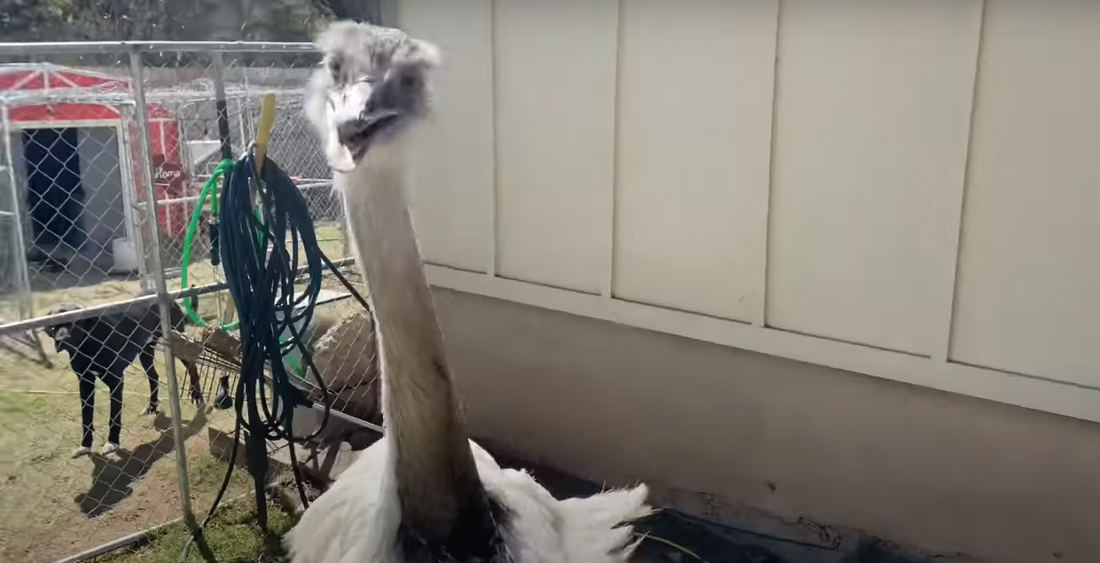 Animal Rescuer Shows How To Deal With A Bitey Rhea (Think Ostrich, But Smaller)