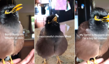 Myna Bird Talking Like A Person