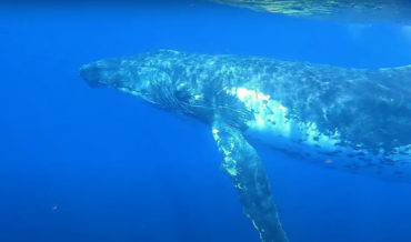 Humpback Whale Sings His Heart Out Trying To Attract Mate