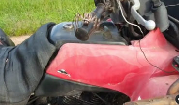 Surprise!: Man Films Huntsman Spider As It Jumps At Him