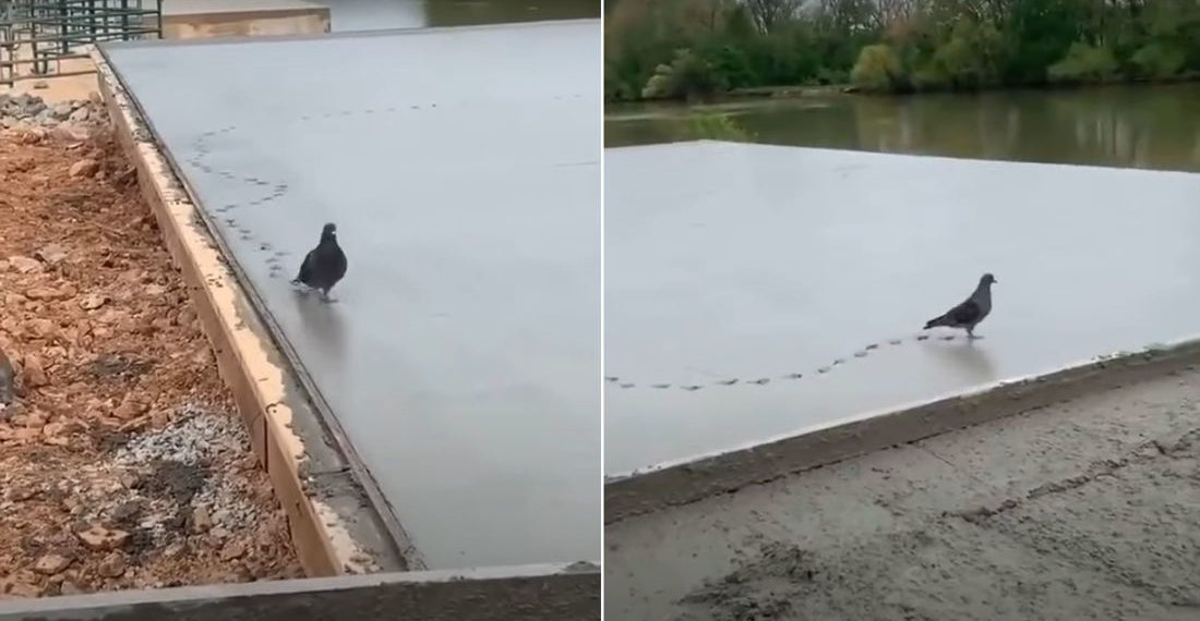 I Do What I Want!: Pigeon Struts Through Wet Concrete