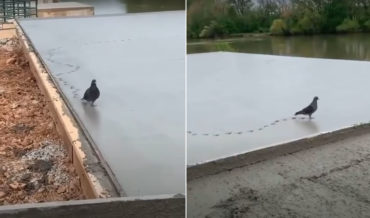 I Do What I Want!: Pigeon Struts Through Wet Concrete
