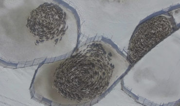 Drone Footage Of Spiraling Reindeer Cyclones
