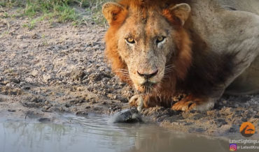 Feisty Little Turtle Repeatedly Chases Lions Away From His Watering Hole