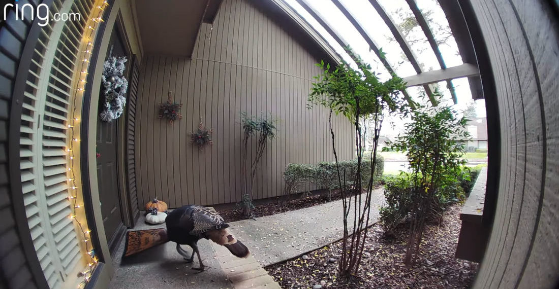 Man Uses Video Doorbell To Shoo Wild Turkey Away From Eating His Welcome Mat