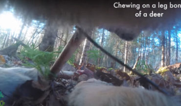 First Ever Collar-Cam Footage From A Wild Wolf