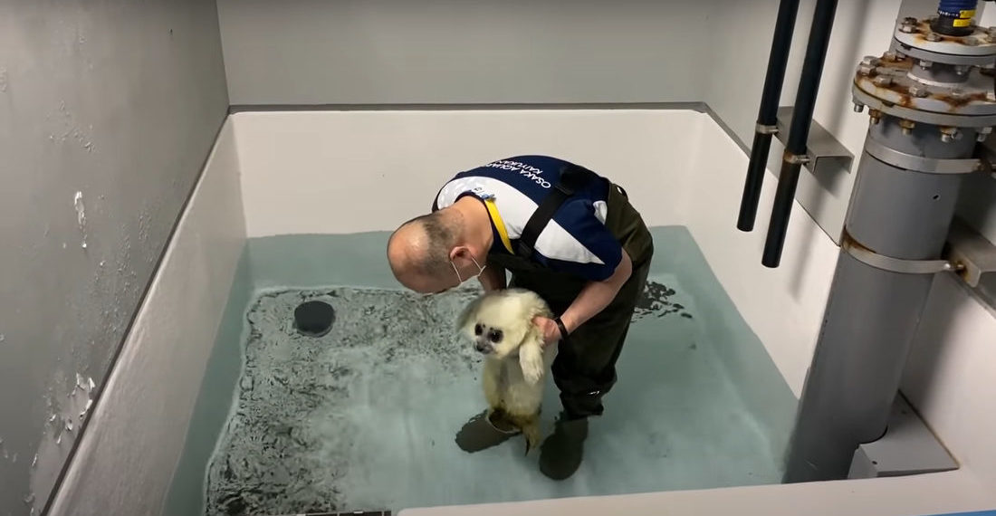 Awww: Watching A Baby Seal Learn To Swim As It’s Being Rehabilitated