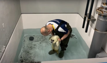 Awww: Watching A Baby Seal Learn To Swim As It’s Being Rehabilitated