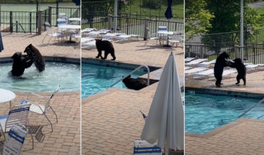 Cannonball!: Bears Throw Pool Party