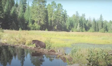Compilation Of Wildlife Crossing A Beaver Dam Over 8 Month Period