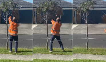 Man Attempting To Relocate Bee Hive Into Cardboard Box Launches Bees Everywhere
