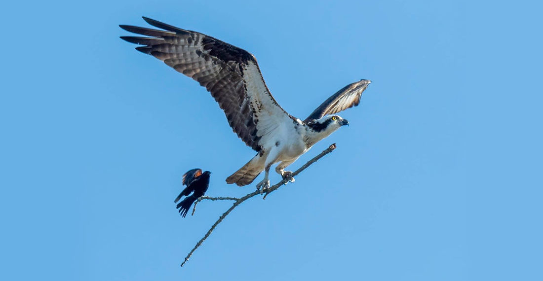 Shot Of Bird Catching A Ride On An Airborne Branch Being Carried By Larger Bird