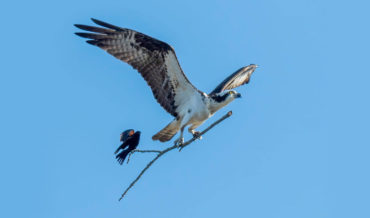 Shot Of Bird Catching A Ride On An Airborne Branch Being Carried By Larger Bird