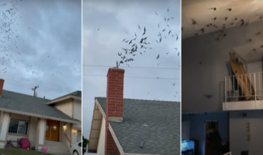 1,500 Birds Invade Home Through Chimney