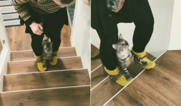 Cat Walks Up Stairs On Human’s Feet