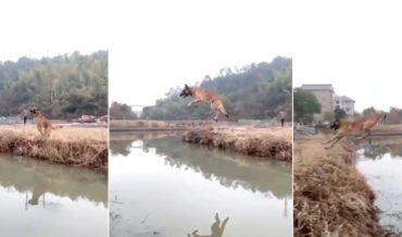 Holy Smokes: German Shepherd Effortlessly Leaps Across Wide Canal