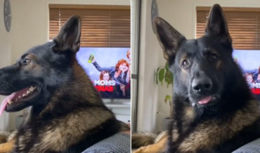 Ex-Drug Sniffing Dog Reacts To Hearing The Word ‘Cocaine’