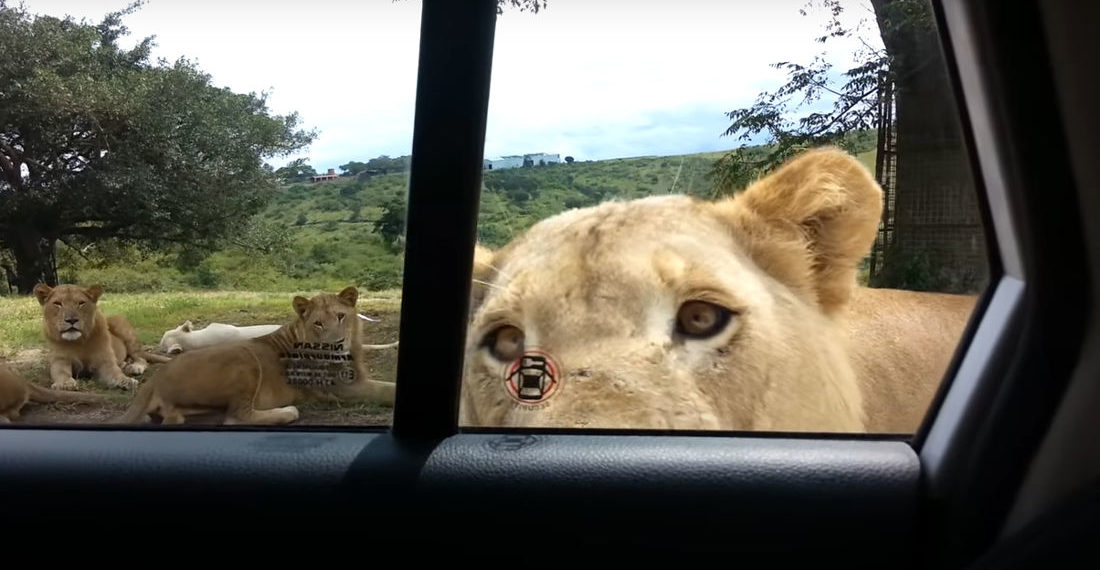 Lion Casually Opens Car Door With Teeth At Drive-Through Safari