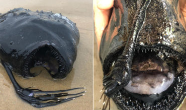 Deep Sea Footballfish Washes Up Intact On California Beach