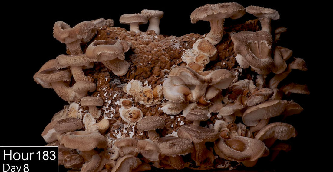 A Beautifully Shot Timelapse Of Shitake Mushrooms Growing