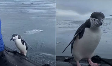 Penguin Jumps Onto Tourist Boat To Say Hi In Antarctica