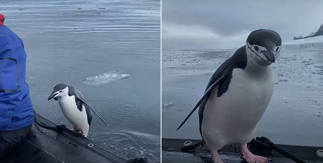 Penguin Jumps Onto Tourist Boat To Say Hi In Antarctica