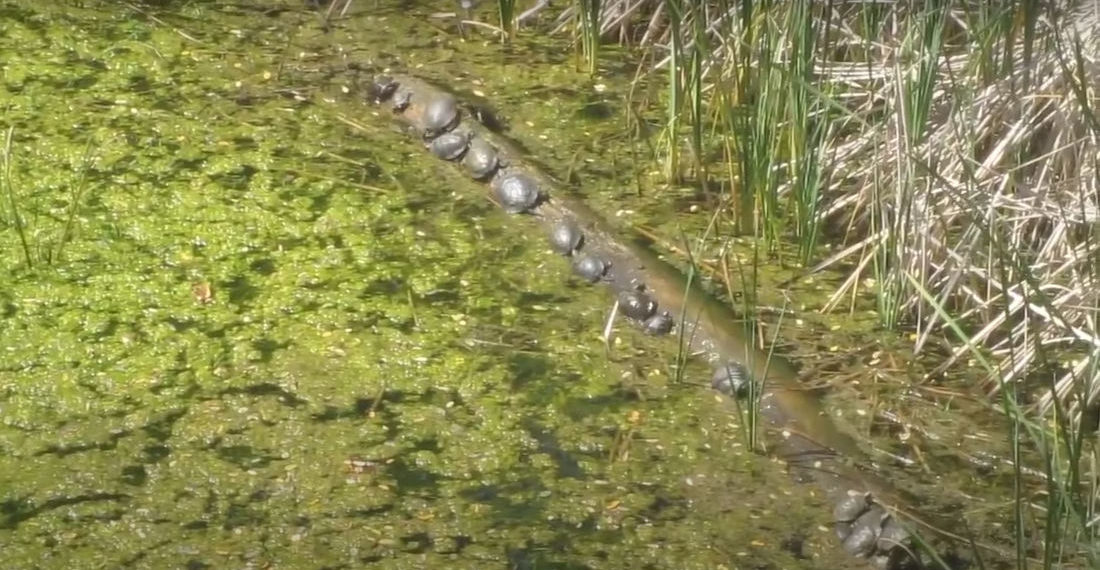 A Bunch Of Turtles Try To Hang Onto Rotating Log
