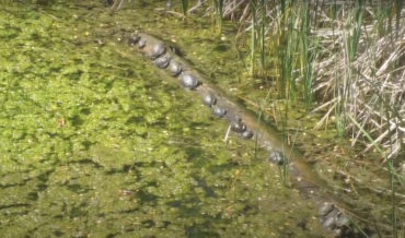 A Bunch Of Turtles Try To Hang Onto Rotating Log