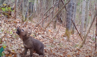 Wild Wolf Pup Attempts First Howling