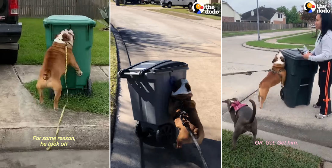 Bulldog Tackles Every Trash Can He Sees