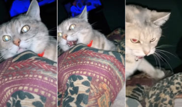 Woman Tells Cat It Needs To Start Paying Rent, Cat Isn’t Having It