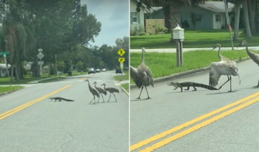 See You Later: Alligator Crosses Street Trying To Escape Group Of Cranes