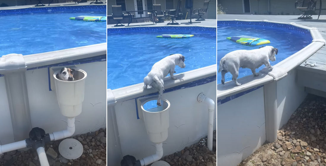 Dog’s Clever Way Of Exiting Above-Ground Pool